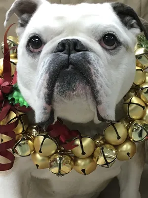 Nellie