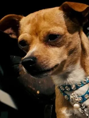 Chester the Chihuahua