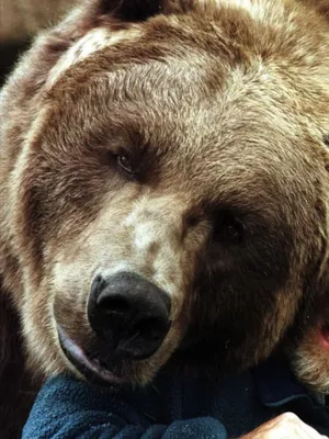 Bart the Bear II